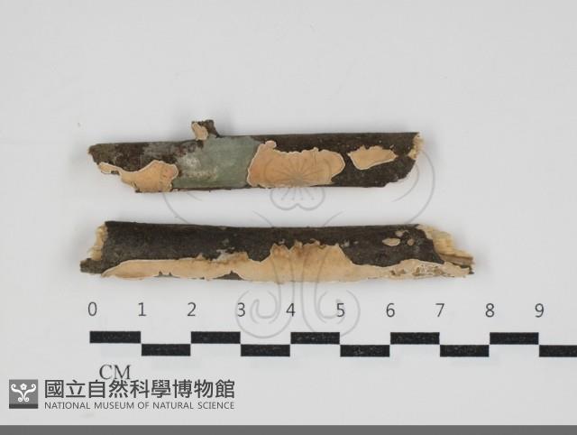 登錄號:F0034208藏品圖，第1張