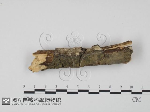 登錄號:F0022208藏品圖，第1張