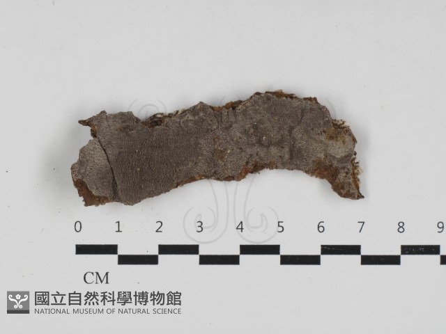 刺革菌屬藏品圖，第1張