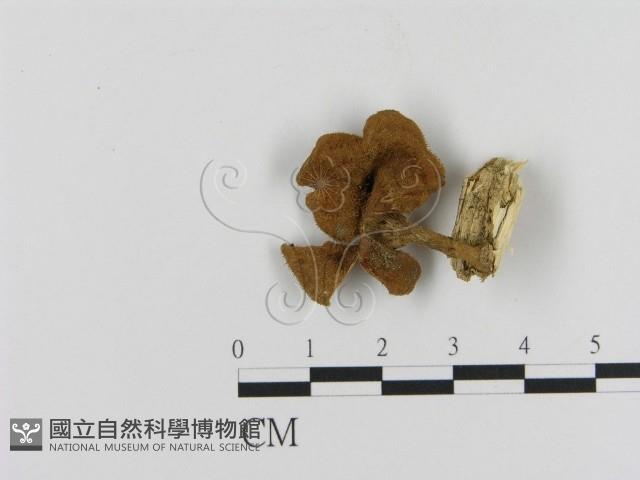 登錄號:F0020808藏品圖，第1張