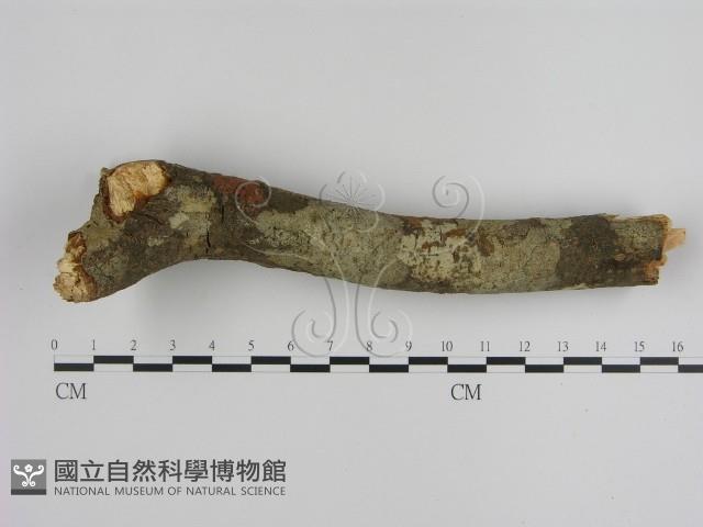 刺革菌屬藏品圖，第1張