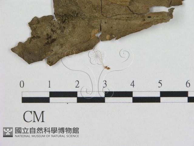 登錄號:F0010808藏品圖，第1張