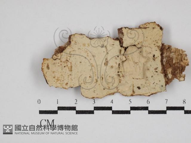 登錄號:F0030808藏品圖，第1張