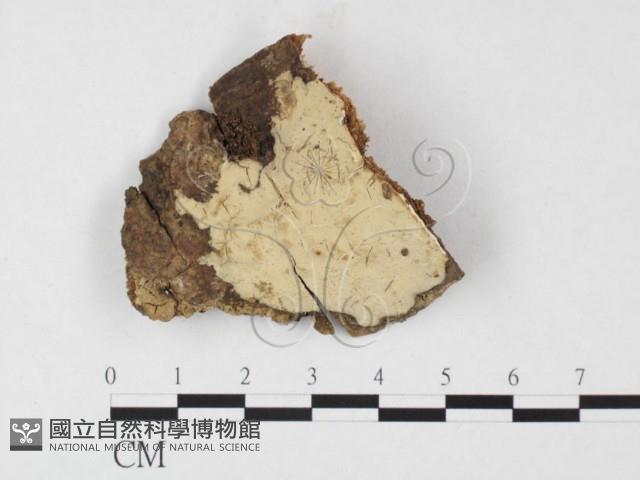 登錄號:F0026808藏品圖，第1張