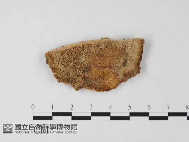 登錄號:F0006808藏品圖，第1張