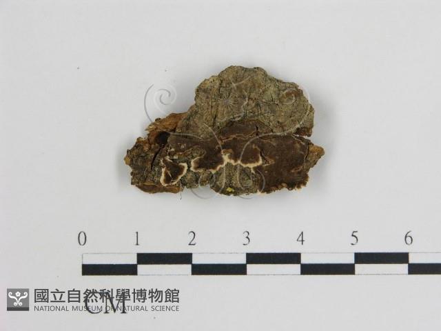 登錄號:F0016808藏品圖，第1張