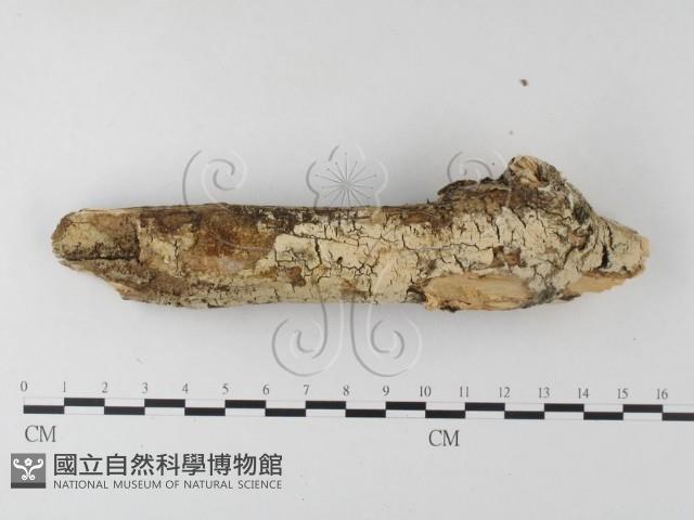 登錄號:F0021808藏品圖，第1張