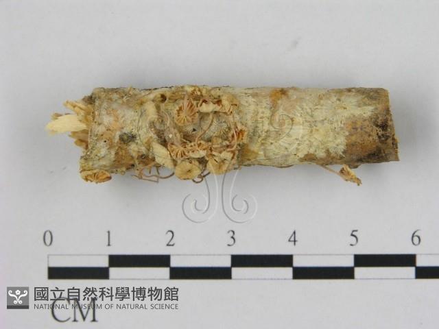 小菇屬藏品圖，第1張