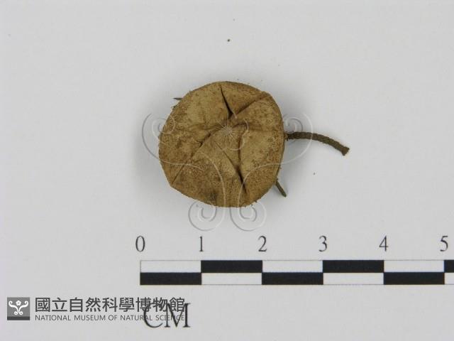 登錄號:F0004808藏品圖，第1張