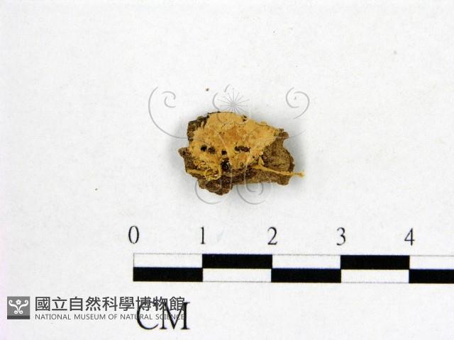 顯絲菌屬藏品圖，第1張