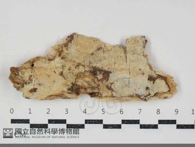 館號:F0034808藏品圖，第1張