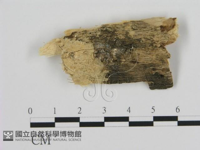 登錄號:F0002808藏品圖，第1張