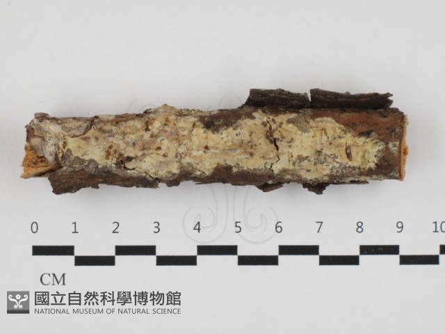 登錄號:F0032808藏品圖，第1張