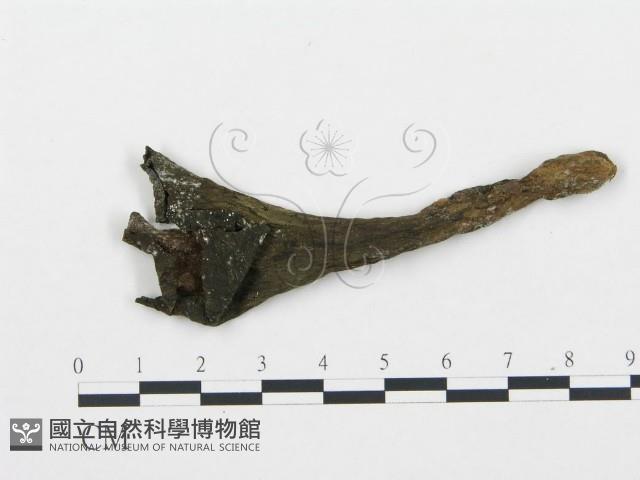 登錄號:F0007808藏品圖，第1張