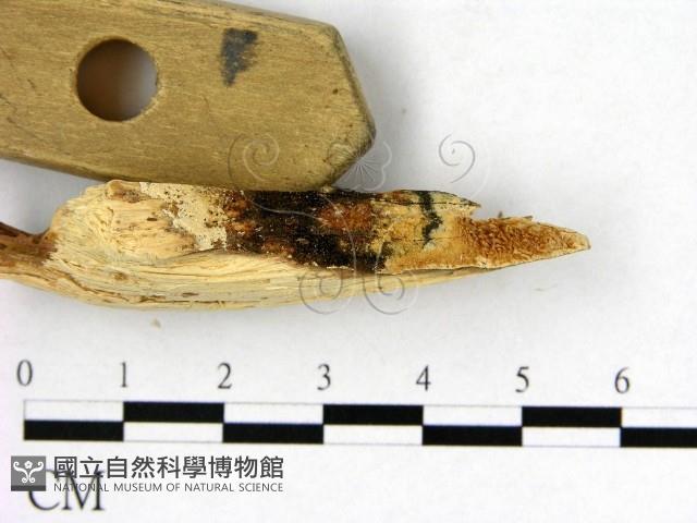 登錄號:F0017808藏品圖，第1張
