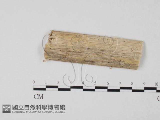 登錄號:F0015808藏品圖，第1張