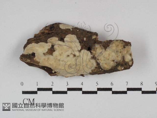 登錄號:F0029808藏品圖，第1張