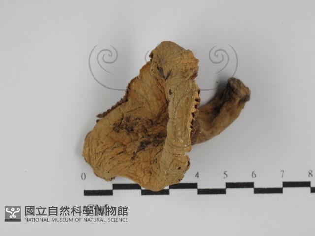 登錄號:F0003808藏品圖，第1張