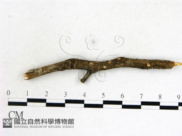 登錄號:F0013808藏品圖，第1張