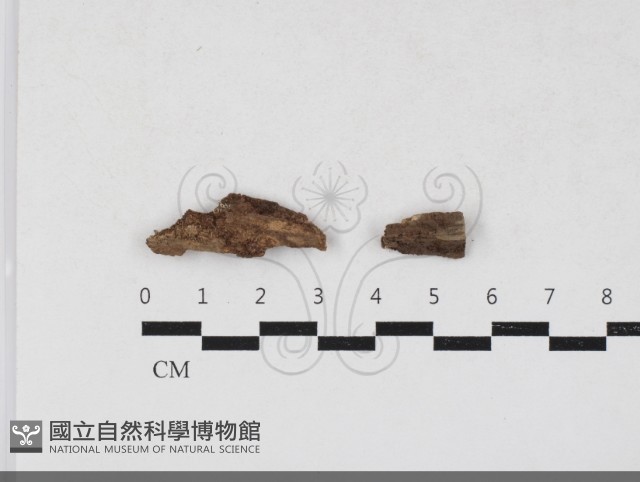 登錄號:F0033808藏品圖，第1張