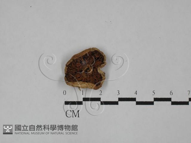 登錄號:F0028908藏品圖，第1張