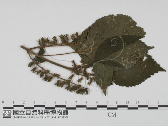 登錄號:F0018908藏品圖，第1張