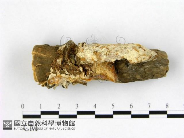 多年臥孔菌屬藏品圖，第1張