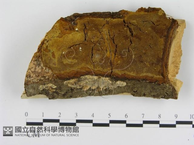 登錄號:F0000908藏品圖，第1張