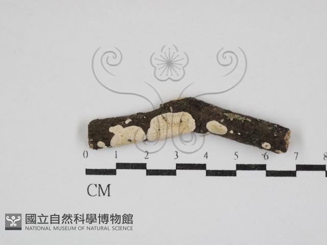 登錄號:F0030908藏品圖，第3張