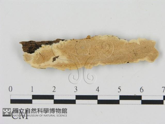 登錄號:F0006908藏品圖，第1張