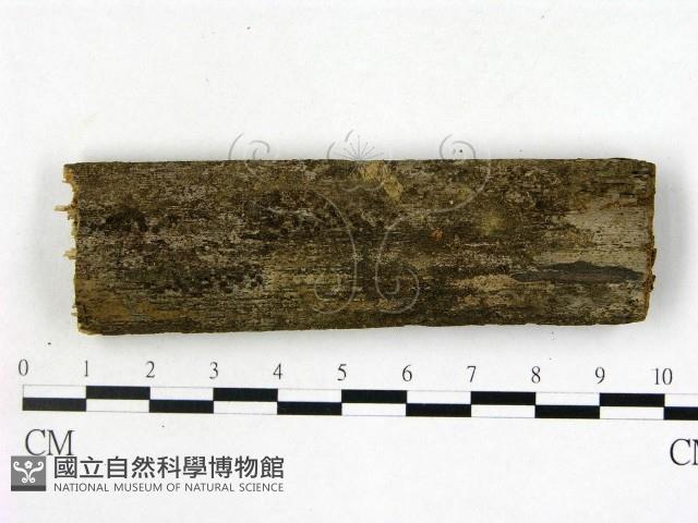 登錄號:F0016908藏品圖，第1張