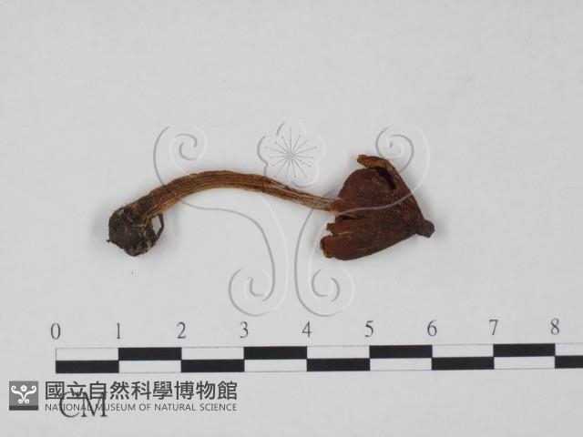 登錄號:F0021908藏品圖，第1張