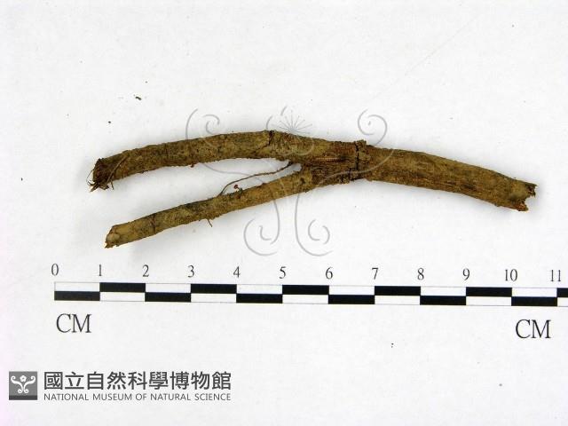 登錄號:F0001908藏品圖，第1張