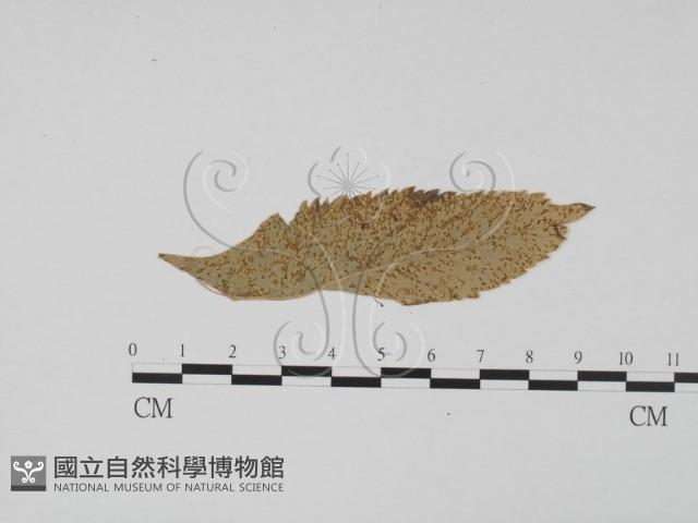 登錄號:F0011908藏品圖，第1張