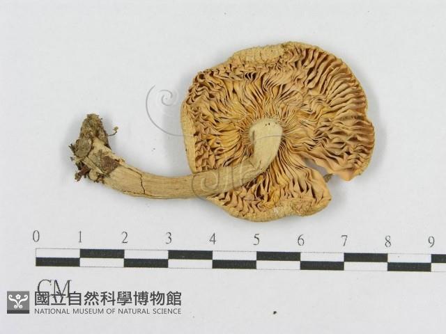 登錄號:F0004908藏品圖，第1張