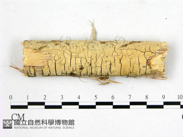 登錄號:F0014908藏品圖，第1張