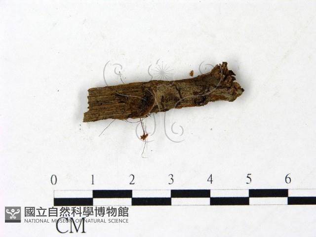 登錄號:F0022908藏品圖，第1張