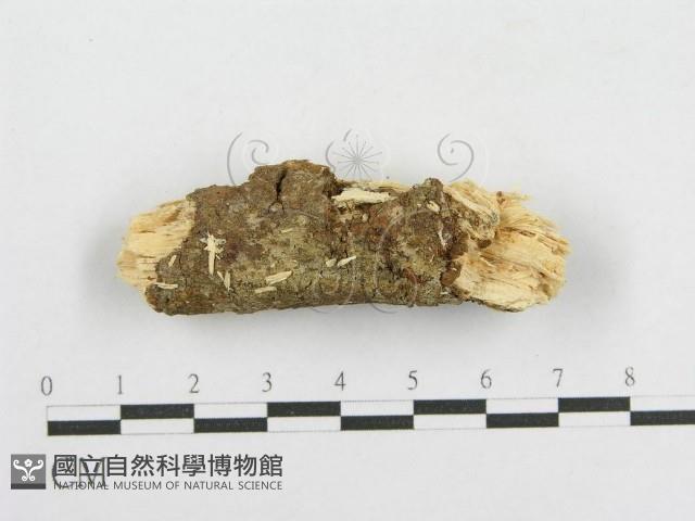 登錄號:F0002908藏品圖，第1張