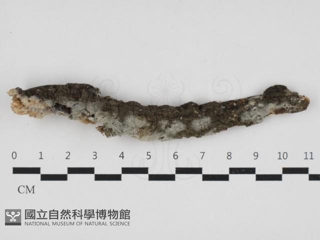 登錄號:F0032908藏品圖，第1張