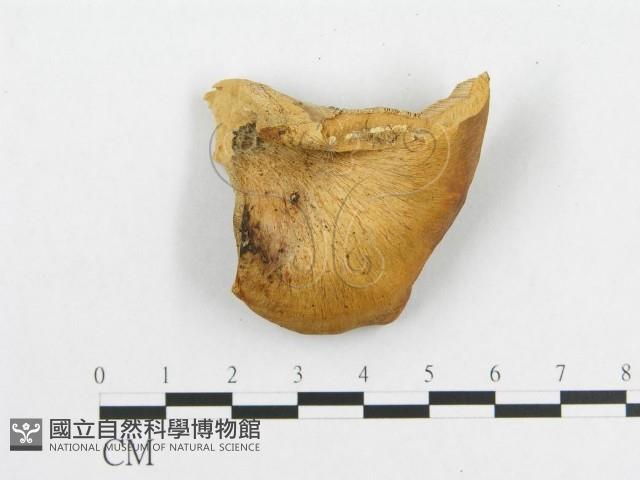 登錄號:F0005908藏品圖，第1張