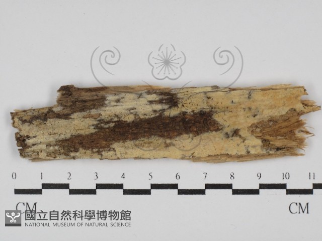 絲齒菌屬藏品圖，第1張