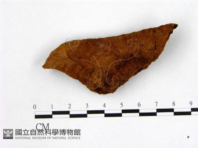 登錄號:F0003908藏品圖，第1張