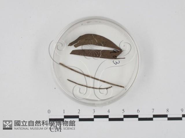 登錄號:F0013908藏品圖，第1張