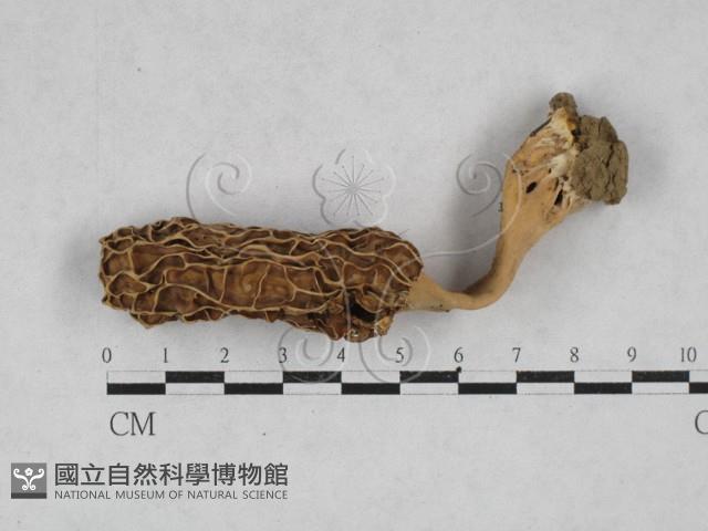 登錄號:F0028608藏品圖，第1張