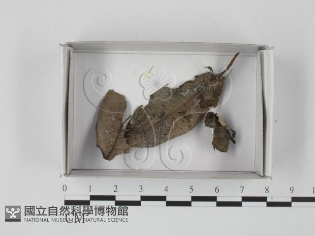 登錄號:F0020608藏品圖，第1張