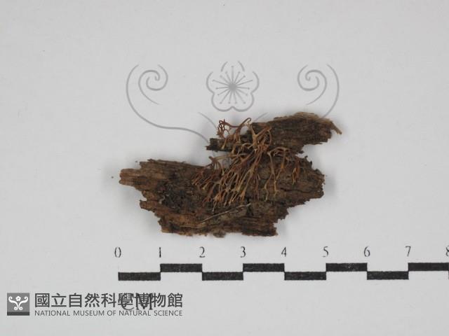 登錄號:F0030608藏品圖，第1張