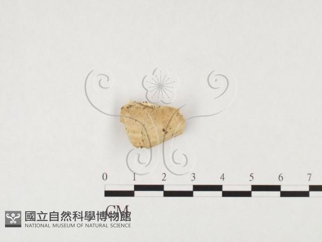 煙管菌藏品圖，第1張