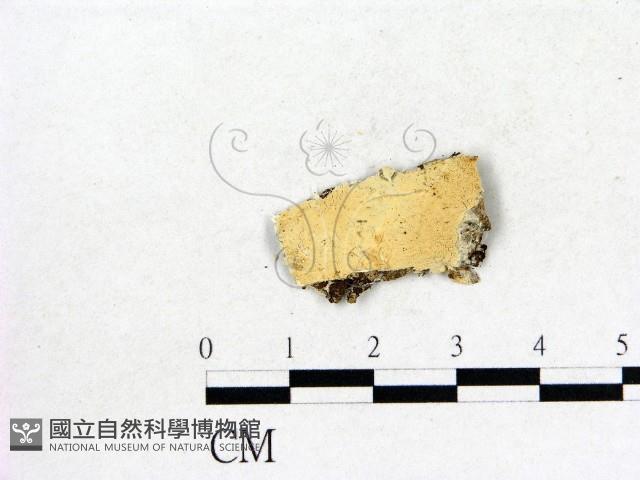 登錄號:F0016608藏品圖，第1張