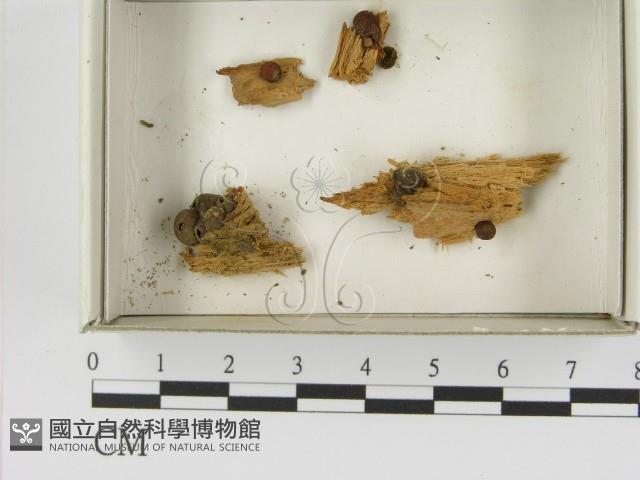 登錄號:F0021608藏品圖，第1張