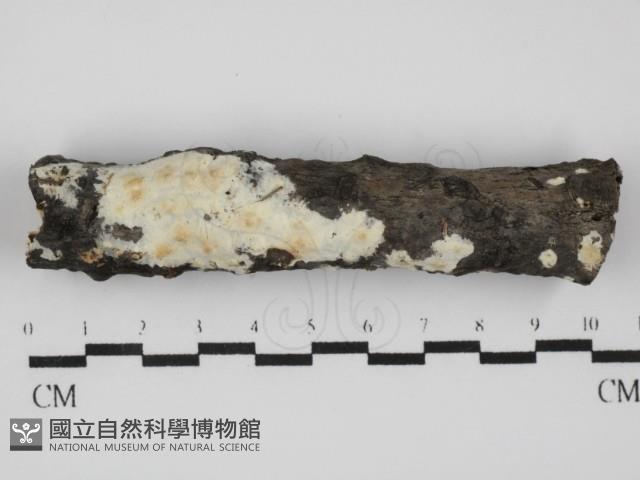 登錄號:F0031608藏品圖，第1張